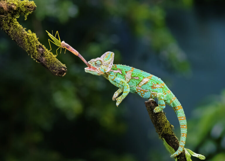 Chen Potse - Chameleon-Eating-bug